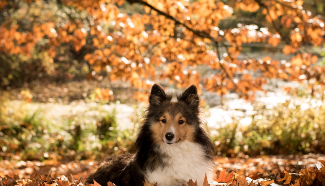 Hunde & Eicheln